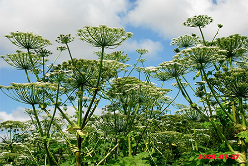 Sosnovskio barštis (lot. Heracleum sosnowskyi)